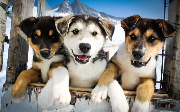 Glacier Dogsledding in Alaska by Alaska Icefield Expeditions, Inc.