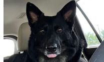 Dog Training by 2gether Furever, Inc