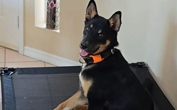 Solo Pup (single session) by Freedom Walk Training LLC