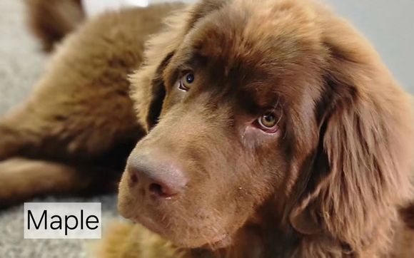 Paws On Personal by Freedom Walk Training LLC