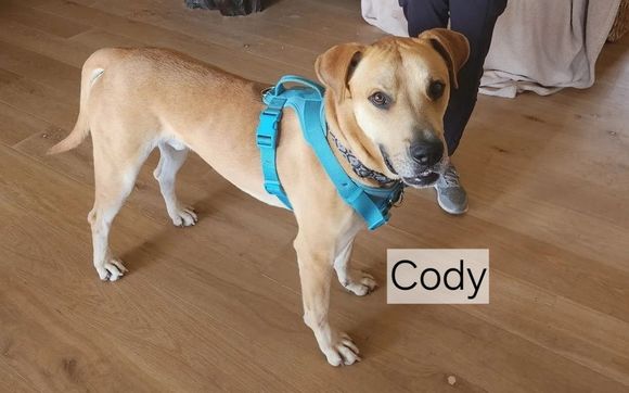 Sit Stay Succeed  by Freedom Walk Training LLC