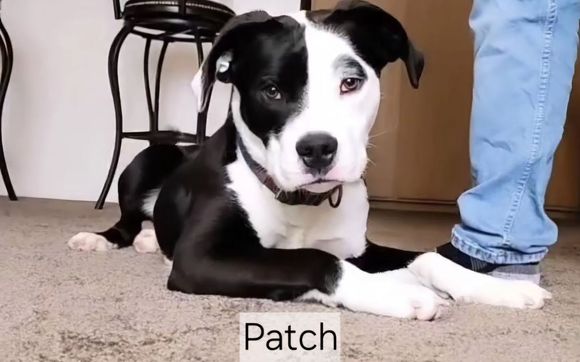 Bark & Bond Bootcamp by Freedom Walk Training LLC