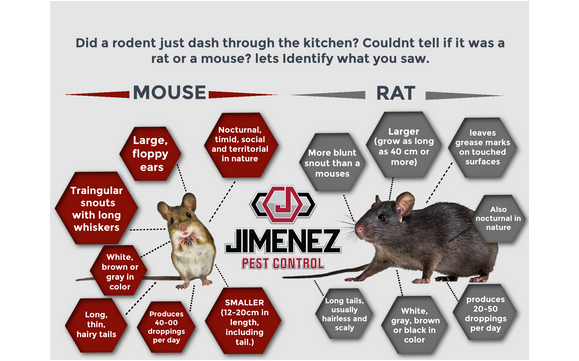 Rodent Control by Jimenez Pest Control LLC