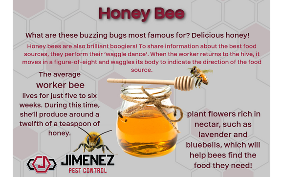 Bee Control by Jimenez Pest Control LLC