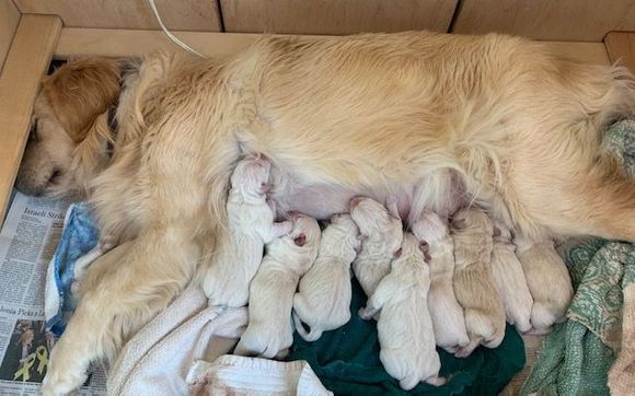 AKC golden retriever pups by Kaczara Farm Goldens