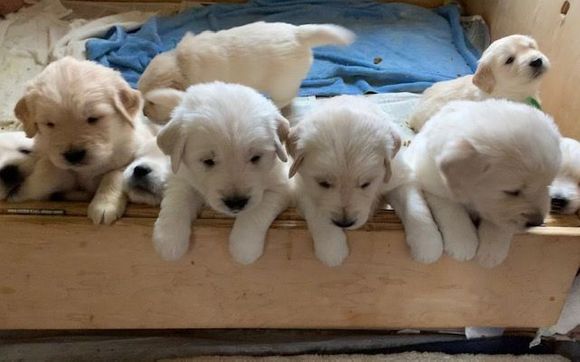 Golden pups about 4 weeks by Kaczara Farm Goldens