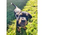 Group Puppy Classes by Dog Partners