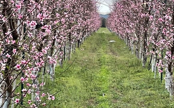 Studebaker Farm - Fredericksburg, TX - Alignable