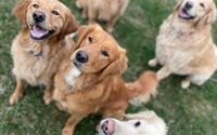 We provide overnight boarding, daycamp, and training. by 3 Dog Farm