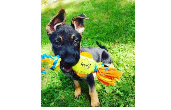 Dog walking by Jeve's Pet Care Inc.