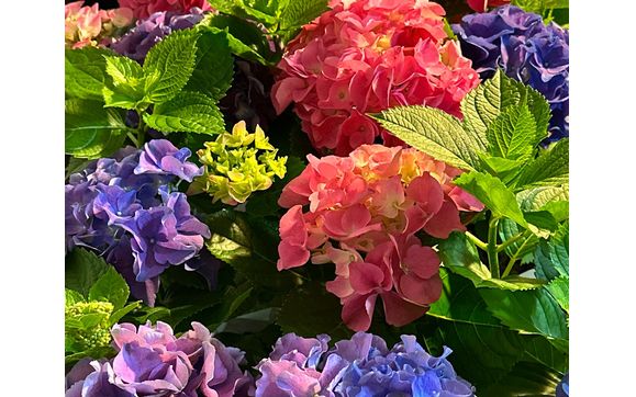 The IHTV connects history with horticulture.  by Inlet Hydrangea Trail Volunteers