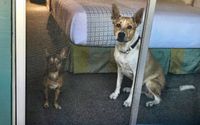 Pet-Friendly Rooms by Piazza's Pine Cone Inn