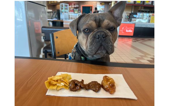 Obedience Training by Dog Training elite