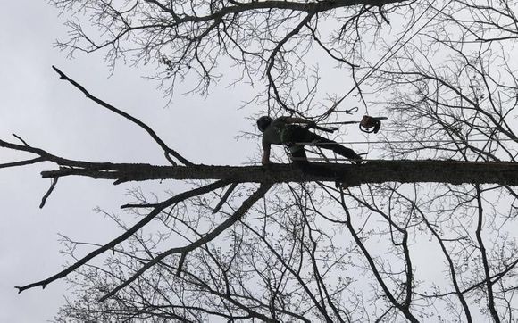 Tree removal services, tree and plant healthcare, land clearing operations. by Rock Solid Tree Service