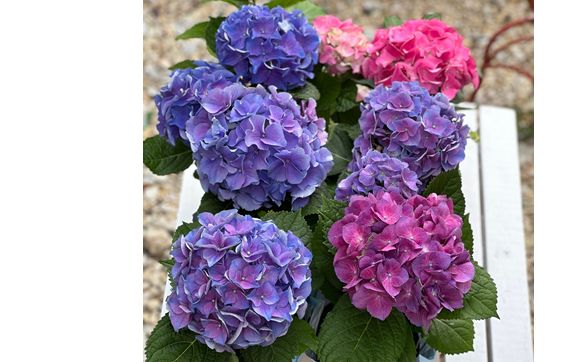 Hydrangeas for Mother's Day! by Inlet Hydrangea Trail Volunteers