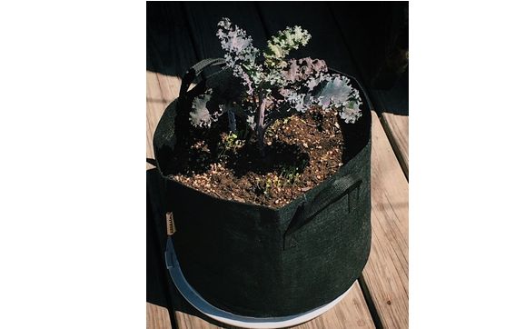 Grow Kits by Chicago Grows Food