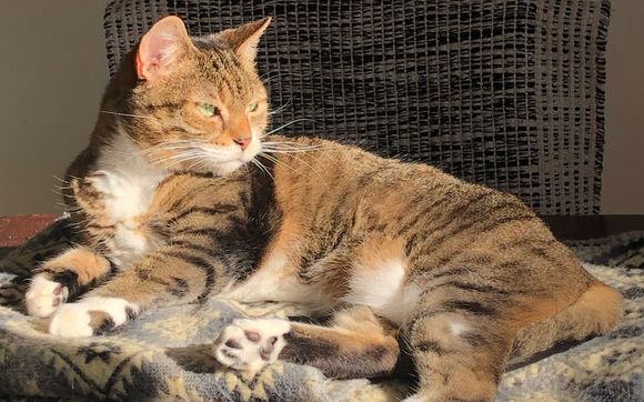 Cat Conundrum Chat by The Healthy Feline