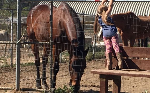 Volunteering Opportunities by STAT Horse Sanctuary
