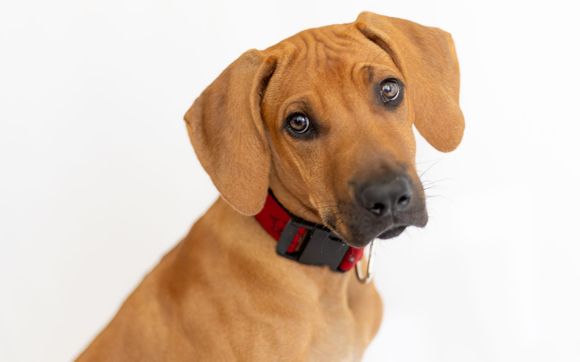 Pet Photograher by Ollian's Photography