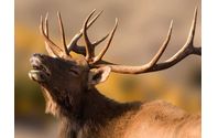 Hunting Adventures llc by Discounted Hunts LLC