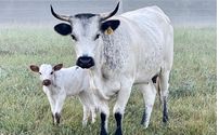 Regeneratively raised beef cattle by The Shire on the Haw Farm