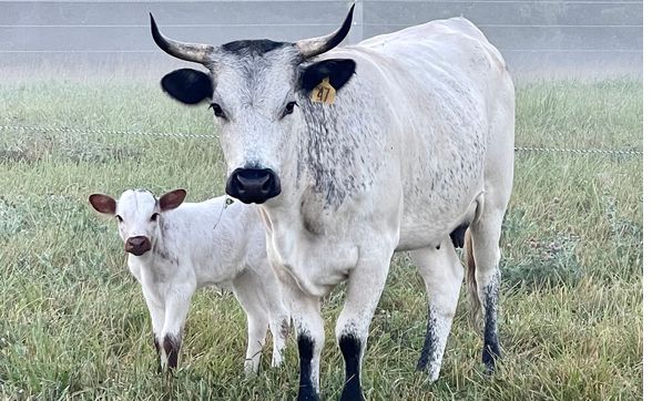 Regeneratively raised beef cattle by The Shire on the Haw Farm