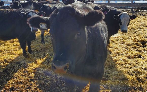 Online Ordering by North Fork Beef