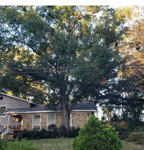 Tree Trimming and Removal by T&D Professional Tree Removal
