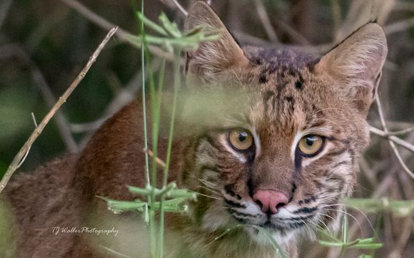 Photography Instruction by TJ Waller Photography