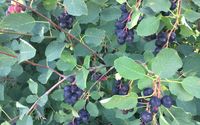 Purple Gem Farms  by Purple Gem Farms