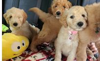 Puppy socialization by CuddlyDoodes