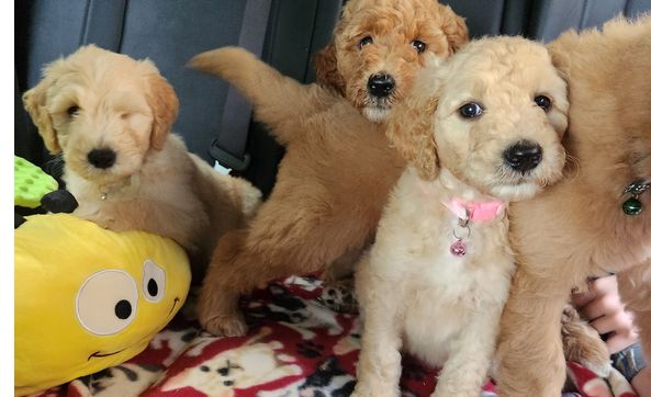 Puppy socialization by CuddlyDoodes