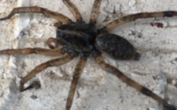 Pest control services  by Termite king pest control