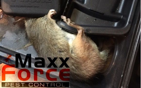 Rodent Removal by Maxx Force Pest Control