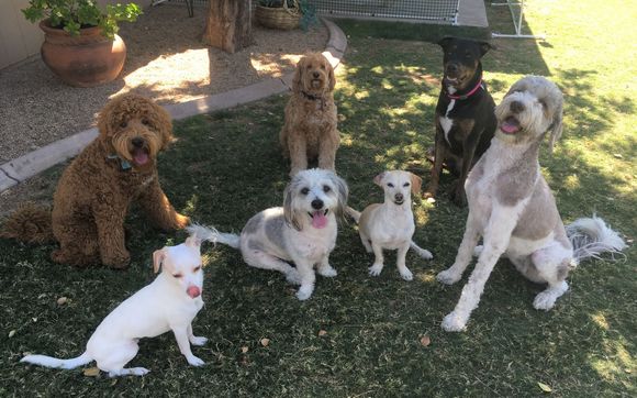 Dog Training by Cathy's Canines Phoenix