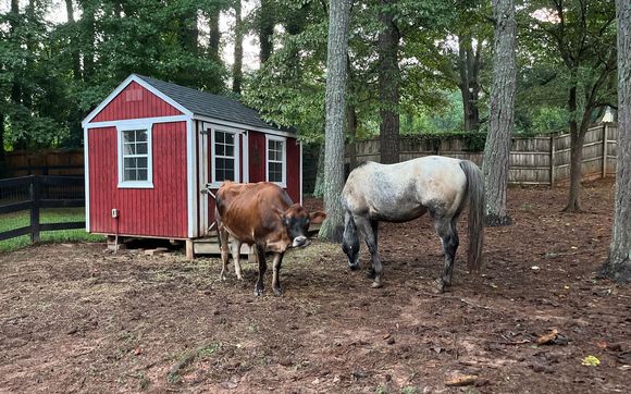 Animal Sanctuary by Friendship Ranch