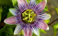 Local Flowers by Tangletown Gardens