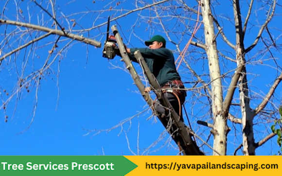 Tree Service - Prescott Tree Service & Arborist by Yavapai Landscaping Prescott