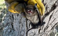 Bat removal and exclusion  by Mosquito and Pest Authority of Grand Haven