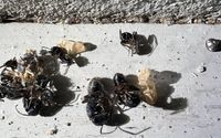 Carpenter Ants Treatment  by Mosquito and Pest Authority of Grand Haven