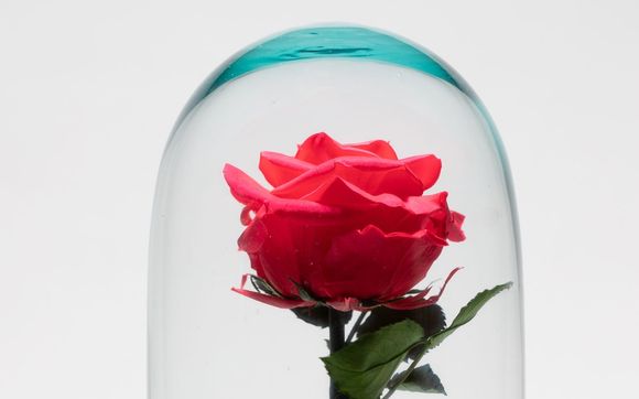 Large dome by American preserved flowers