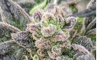 Wholesale Recreational Cannabis by Purple Mountain Farm
