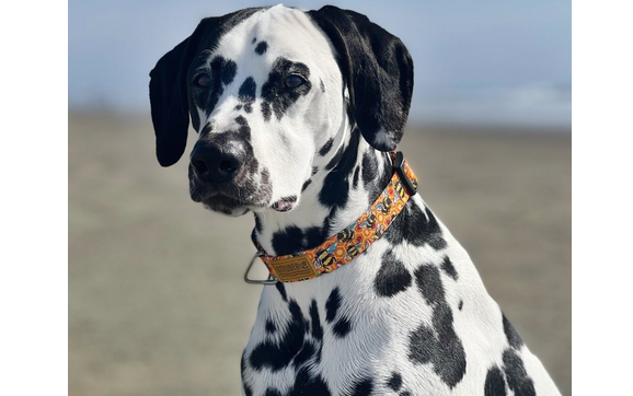 Goober dog clearance collar