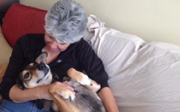 pet sitting services, dog walking services, animal reiki by Reiki Healing for Pets