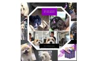 Pet Grooming by Kat’s Professional Grooming/ LLC