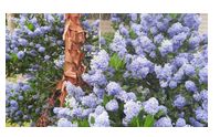 Garden Consultations by Amanda's Garden Consulting Company