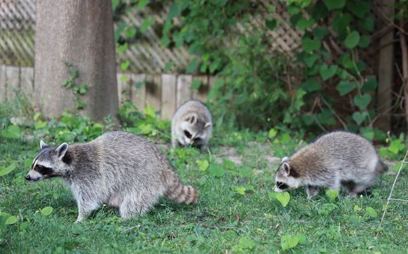 Raccoon Removal by Hawkeye.ca The Bird and Animal Control