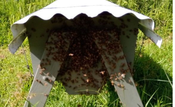 Educational Programs by Paradise Nectar Apiaries