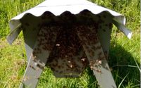 Educational Programs by Paradise Nectar Apiaries