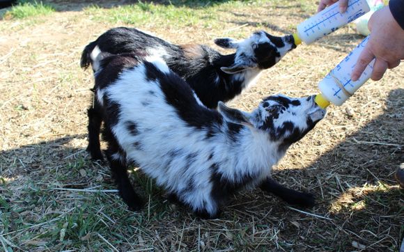 We have well-socialized pet goats, fresh eggs and honey - which will be available in July -  for sale. by Teacher's Folly Farm